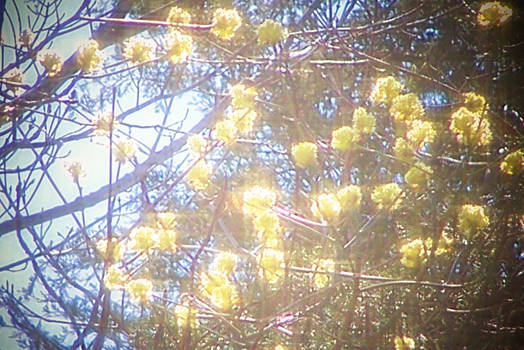 glowing tree flower power