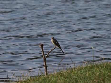 dushantsy dam, 14