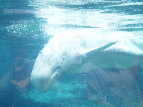 Beluga Whales One