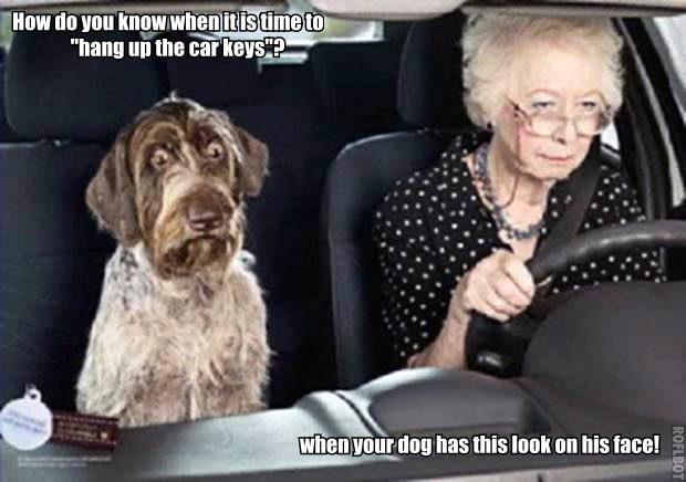 Funny Dog Pictures With Captions (150) by pepion11 on DeviantArt Funny Dog Pictures With Captions (150) by pepion11 on DeviantArt