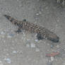 Gila Monster