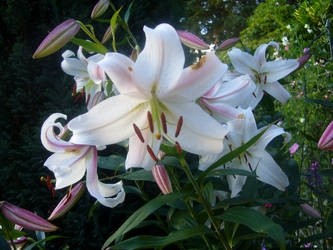 Lilies