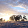 Frosty morning sunrise