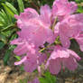 Rhododendron