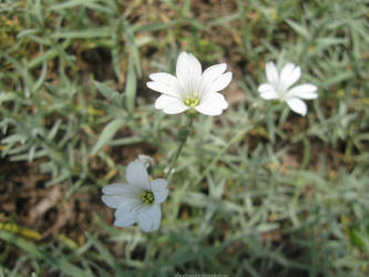 Cerastium