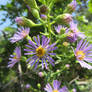 Wild Asters