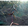 Red Thorns