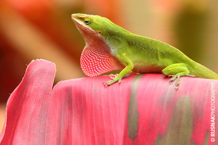 Kauai Anole Lizard