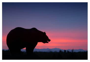 Grizzly Sunrise