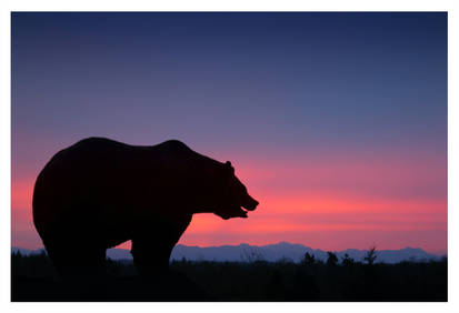 Grizzly Sunrise
