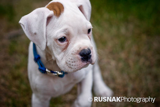 White Boxer