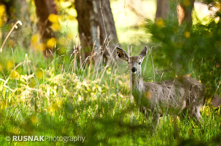 Marrowstone Fawn