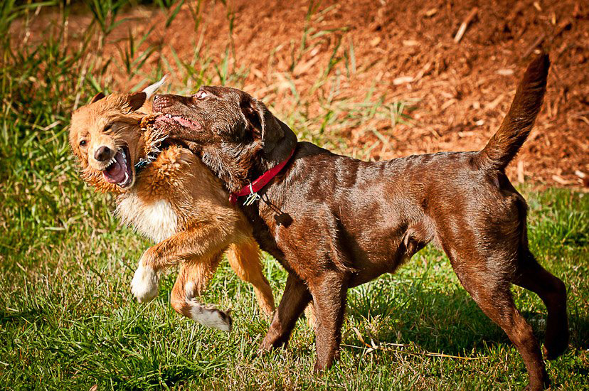 Boone and Buddy