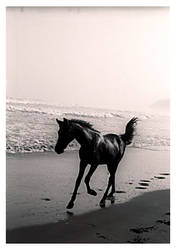 horse at parang tritis beach