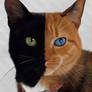 Venus - The two faced cat portrait.