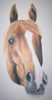 Chestnut Horse