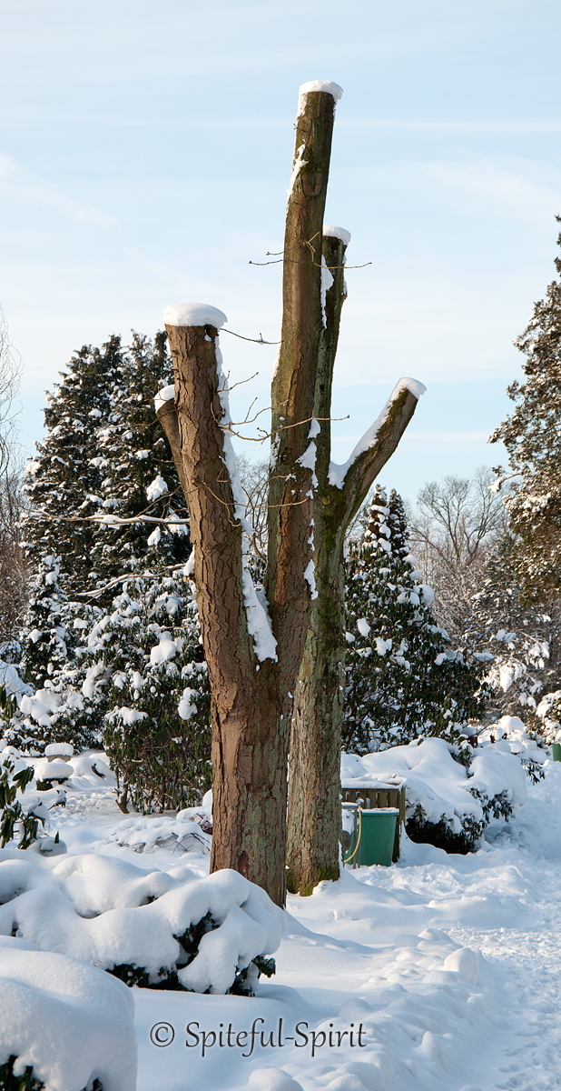 Beheaded Trees