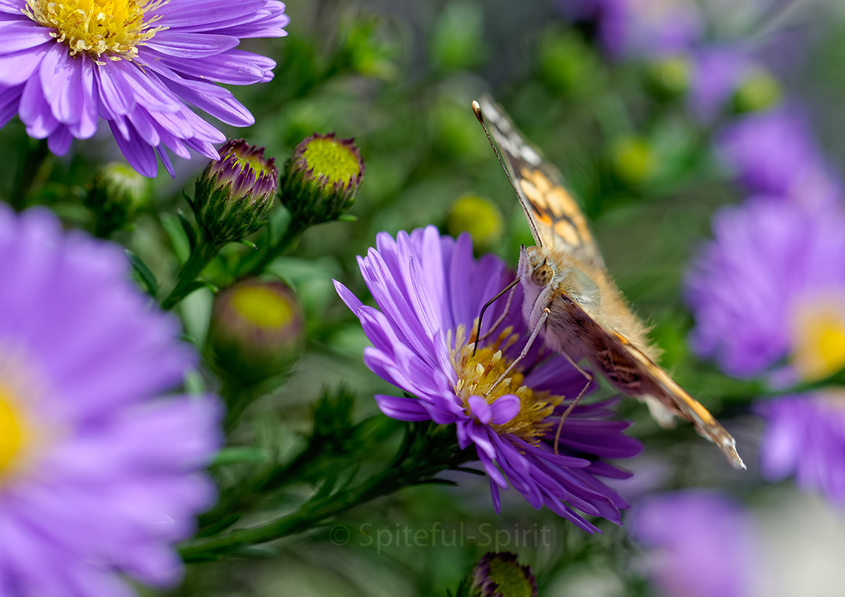 Yummy flowers