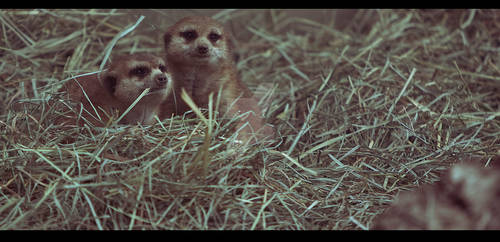 Meerkats