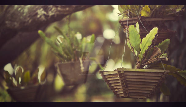 Hanging Plants