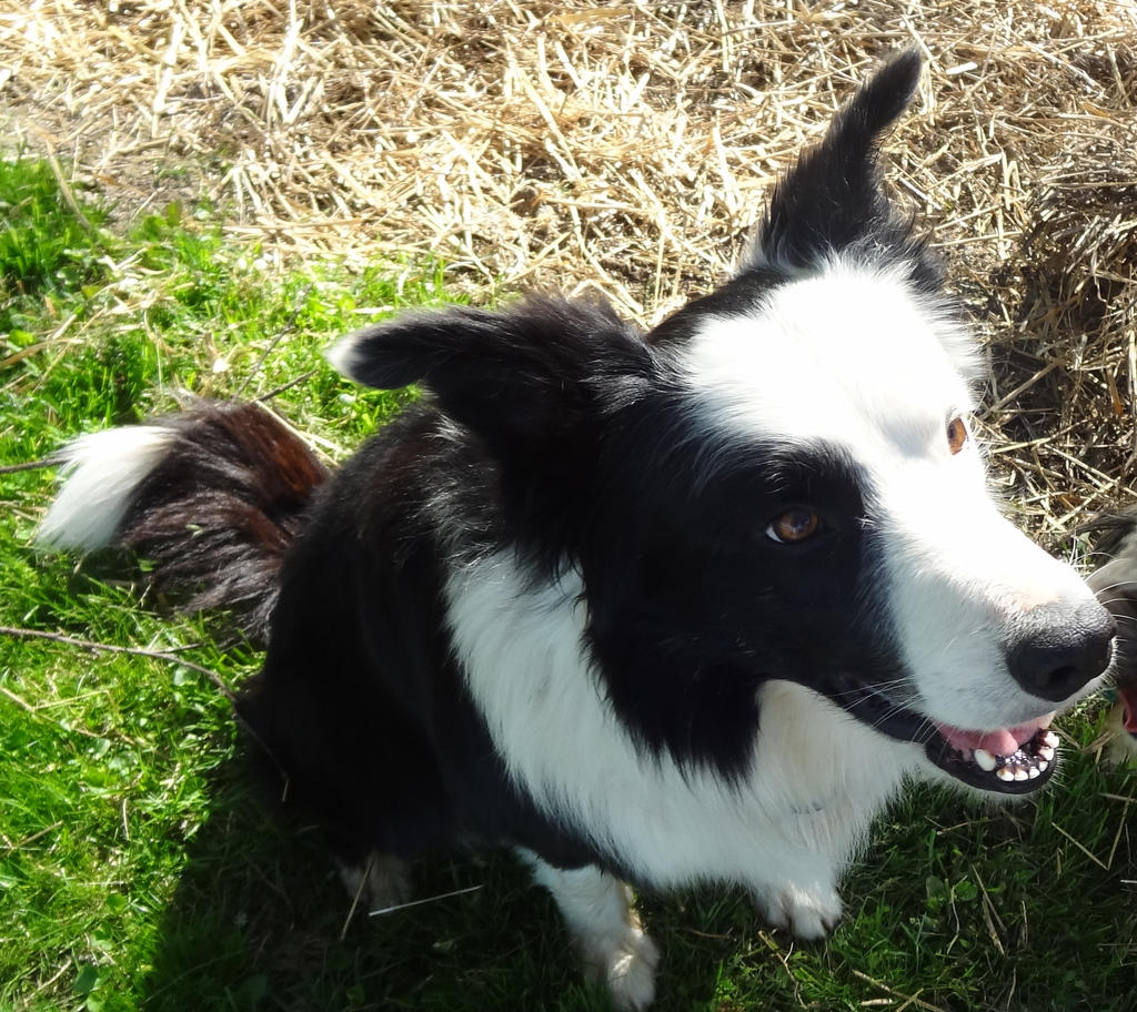 Border Collie