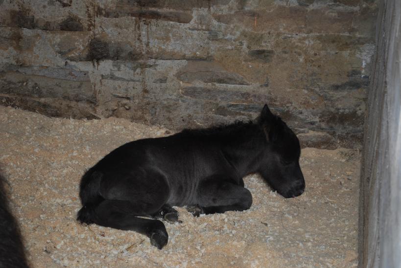 Foal 1