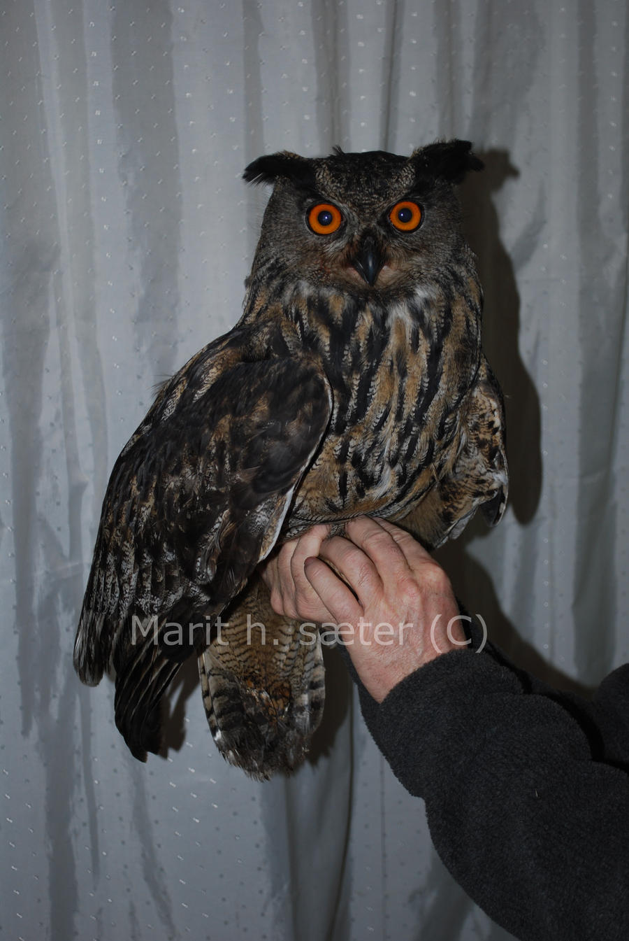 Eagle owl 1