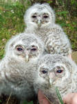 Tawny owls I by Epic-stock