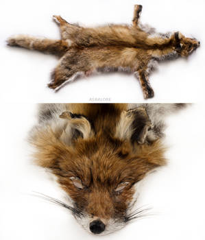 red fox pelt.