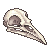 Bird skull facing right