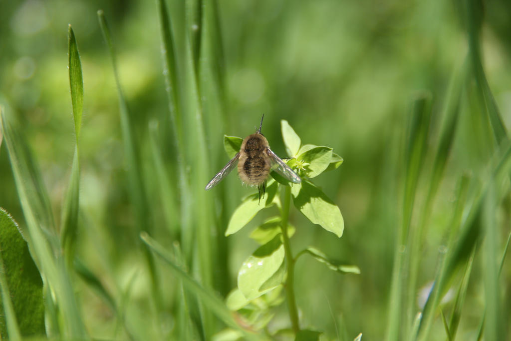 Bee