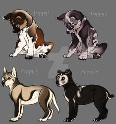 Jaro Puppy Adopts (CLOSED)
