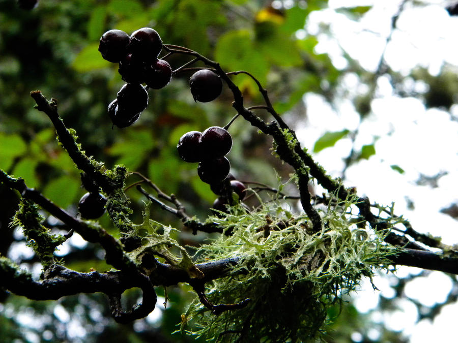 Berry Branch by EdwardCullenLover101 on DeviantArt