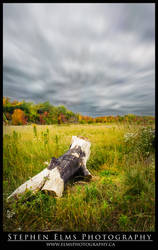 Autumn Meadow