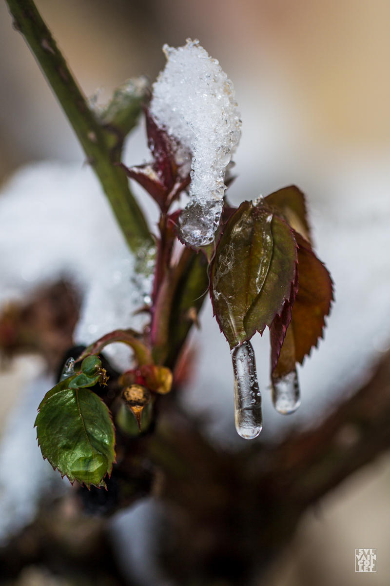 Frozen next born rose