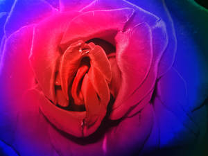 Rose 3