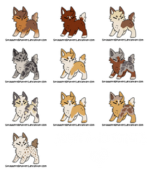 10 Point Pup Adopts