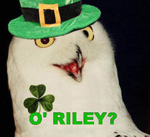 O'Riley?