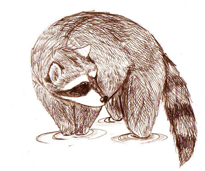 Copper Racoon Racoon by CopperFangHusky on DeviantArt