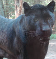 Black Panther Close-up