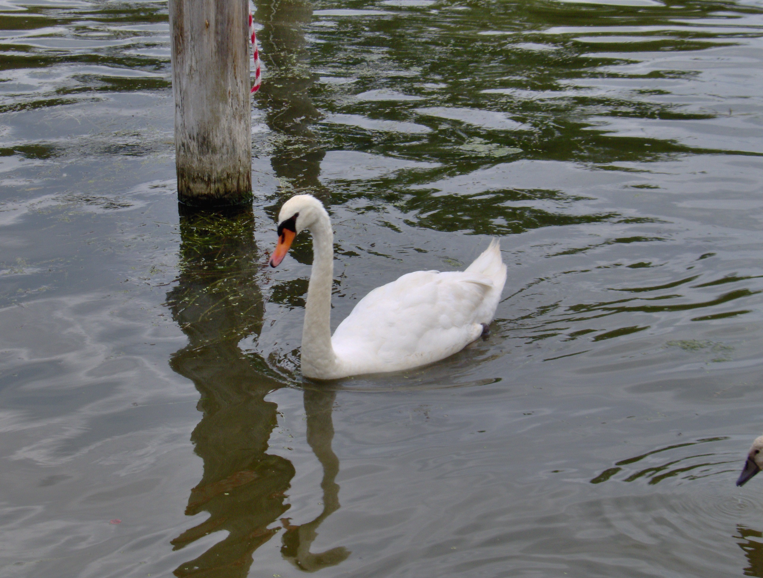 Swans 2