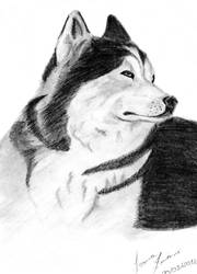 wolf by lohziviani