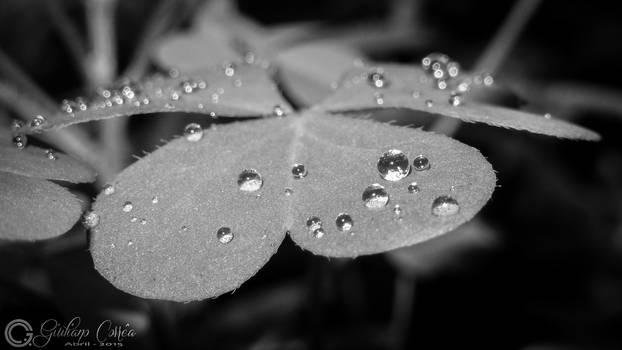 flower-BW-2