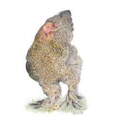 Brahma chicken