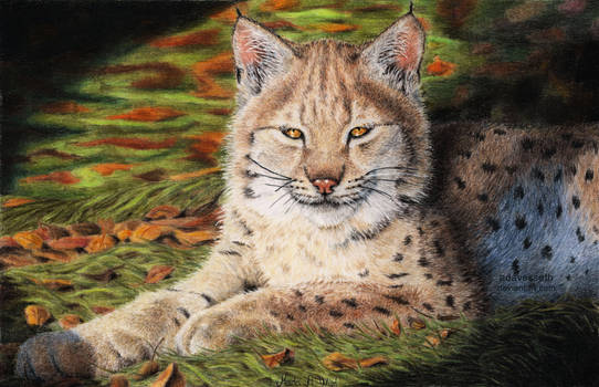 Lynx