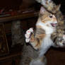 .:Gone Crazy:.