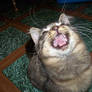 .:Say 'Ahh':.