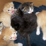 .:A Box of Joy:.