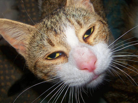 Goofy Cats on Cats-at-Play - DeviantArt