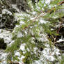 .:Bright Snowy Evergreen:.